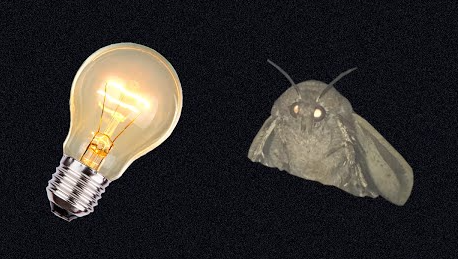 moth and lamp Blank Meme Template