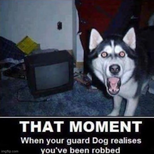 when dog realizes you've been robbed | image tagged in dogs | made w/ Imgflip meme maker