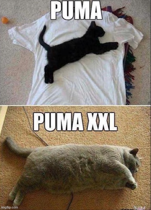 image tagged in puns | made w/ Imgflip meme maker