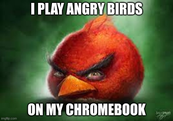 facts and real | I PLAY ANGRY BIRDS; ON MY CHROMEBOOK | image tagged in realistic red angry birds,memes | made w/ Imgflip meme maker