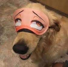 Anime Doge Blank Meme Template