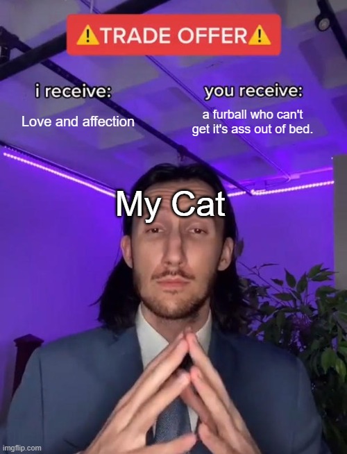 Its always rolling around. | Love and affection; a furball who can't get it's ass out of bed. My Cat | image tagged in trade offer | made w/ Imgflip meme maker