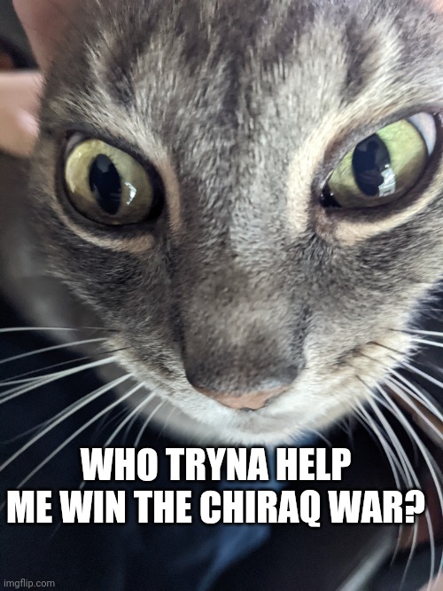 Oblock? | WHO TRYNA HELP ME WIN THE CHIRAQ WAR? | image tagged in cats,cat,chicago,gang,funny,funny memes | made w/ Imgflip meme maker
