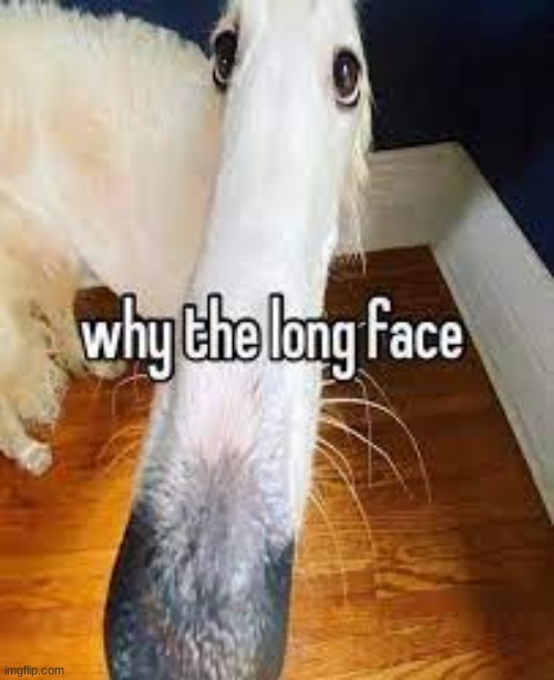 why | made w/ Imgflip meme maker