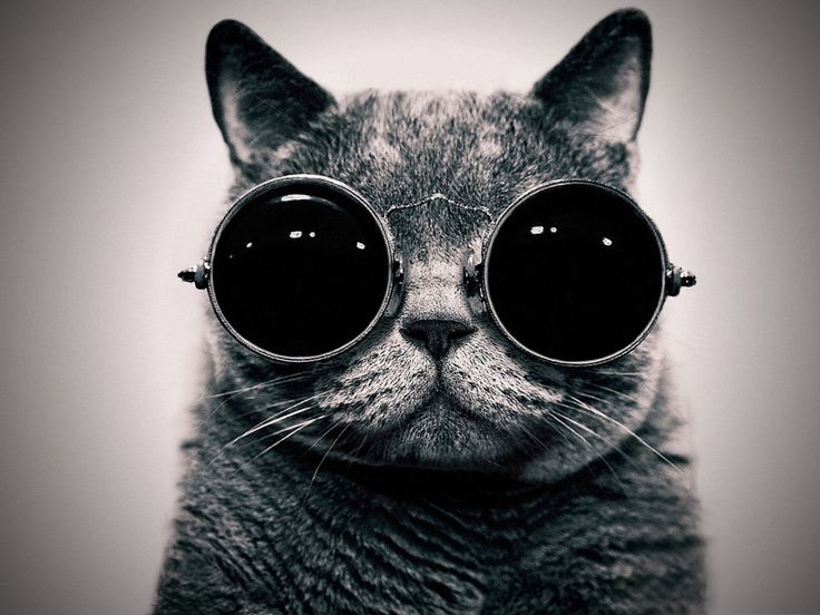 Hipster Cat Blank Meme Template