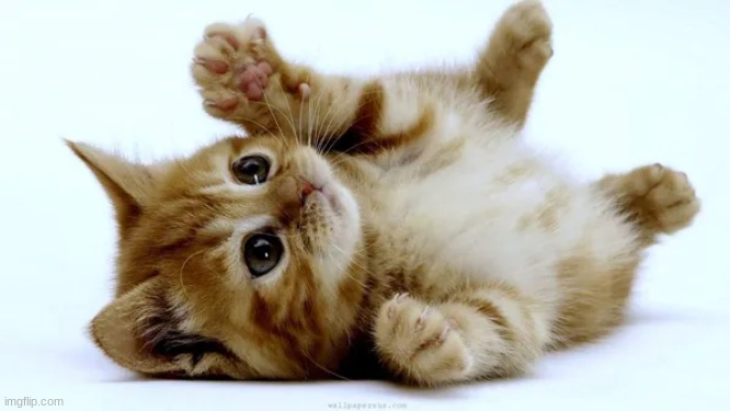 I don't know if you are having a good day or a bad day, but I hope this kitten makes your day a better day | made w/ Imgflip meme maker