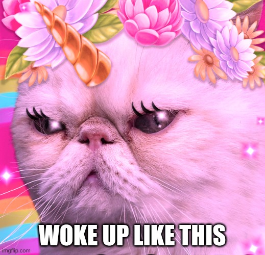 woke up like this | WOKE UP LIKE THIS | image tagged in cat,found this on i ready reading | made w/ Imgflip meme maker