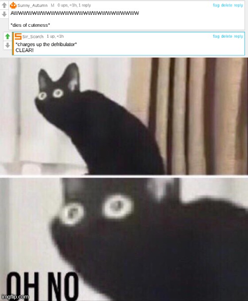 oh sh- | image tagged in oh no cat | made w/ Imgflip meme maker
