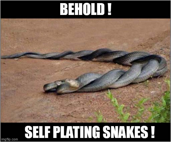 To Make You Smile ! |  BEHOLD ! SELF PLATING SNAKES ! | image tagged in fun,snakes,smile | made w/ Imgflip meme maker
