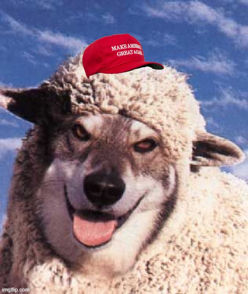 wolf in sheep's clothing | image tagged in wolf in sheep's clothing | made w/ Imgflip meme maker