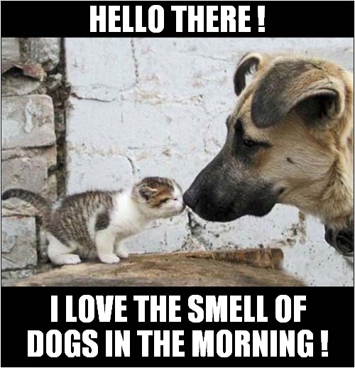 A Happy Little Kitten ! | HELLO THERE ! I LOVE THE SMELL OF
DOGS IN THE MORNING ! | image tagged in cats,kittens,dogs,i love the smell of napalm in the morning | made w/ Imgflip meme maker