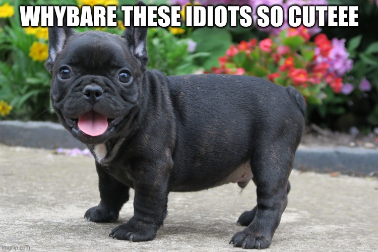 WHYBARE THESE IDIOTS SO CUTEEE | made w/ Imgflip meme maker