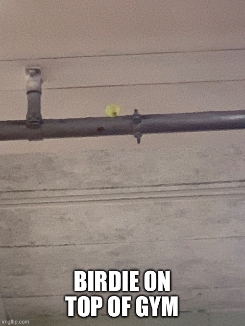 BIRDIE ON TOP OF GYM | made w/ Imgflip meme maker