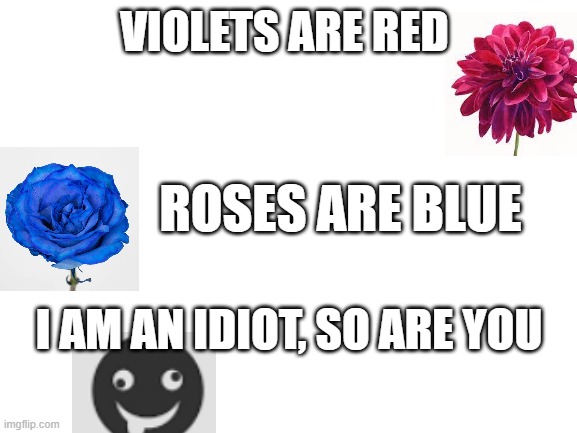 Blank White Template | VIOLETS ARE RED; ROSES ARE BLUE; I AM AN IDIOT, SO ARE YOU | image tagged in blank white template | made w/ Imgflip meme maker