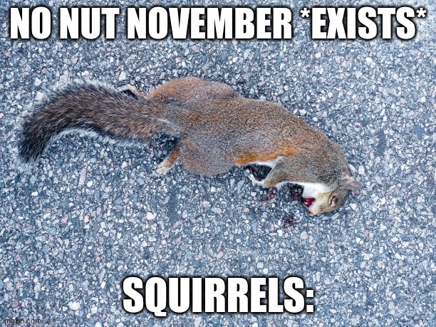 Dead squirrel | NO NUT NOVEMBER *EXISTS*; SQUIRRELS: | image tagged in dead squirrel | made w/ Imgflip meme maker