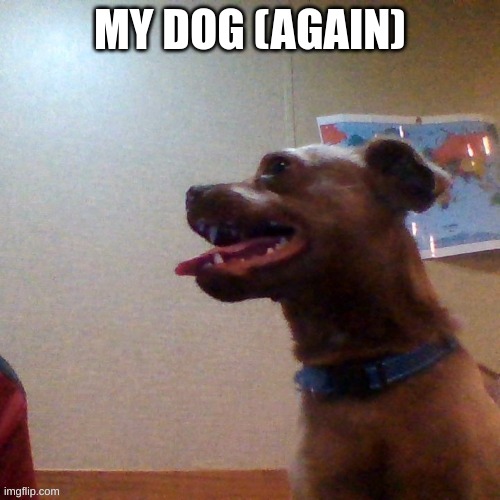 I already posted a pic of him before but oh well | MY DOG (AGAIN) | image tagged in cute,dog,cute dog | made w/ Imgflip meme maker