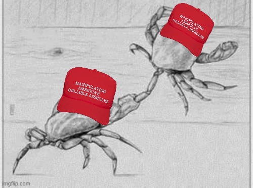 MAGA crabs in a bucket | image tagged in maga crabs in a bucket | made w/ Imgflip meme maker