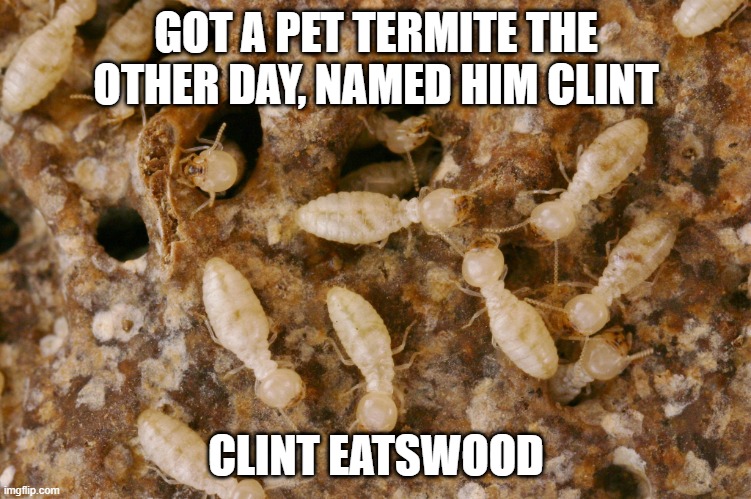 New Pet | GOT A PET TERMITE THE OTHER DAY, NAMED HIM CLINT; CLINT EATSWOOD | image tagged in nano-termites | made w/ Imgflip meme maker