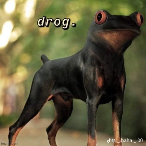 Hello I am Your_Local_Corruptor on his alt account | image tagged in dog,frog | made w/ Imgflip meme maker