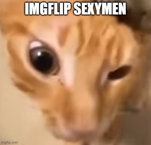 el gato | IMGFLIP SEXYMEN | image tagged in el gato | made w/ Imgflip meme maker