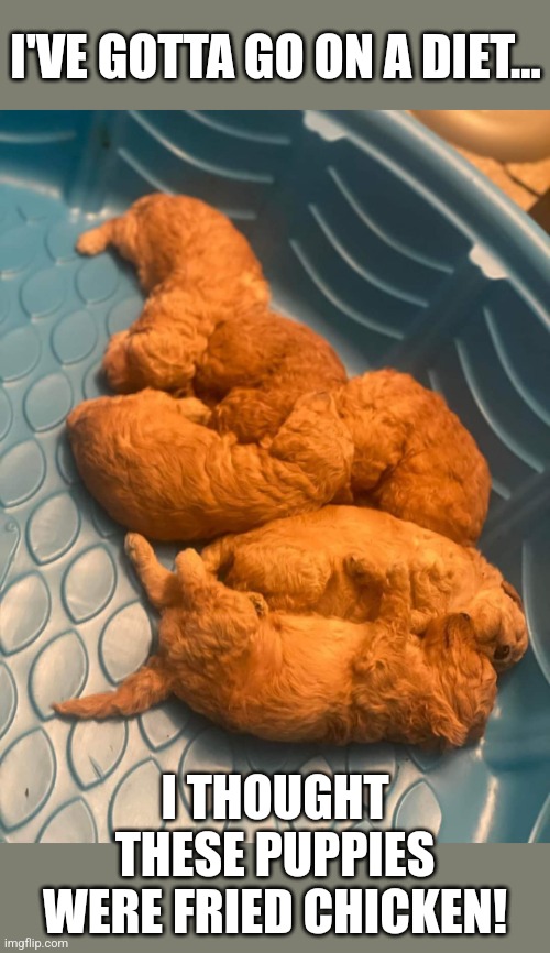 Little Tenders | I'VE GOTTA GO ON A DIET... I THOUGHT THESE PUPPIES WERE FRIED CHICKEN! | image tagged in puppies,fried chicken,diet,furry,chicken nuggets | made w/ Imgflip meme maker