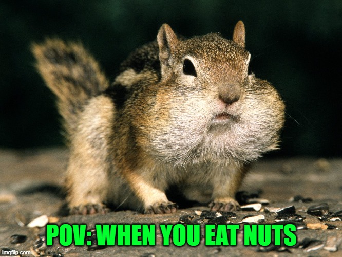 POV, YOU EAT TO MANY NUTS | POV: WHEN YOU EAT NUTS | image tagged in nuts | made w/ Imgflip meme maker