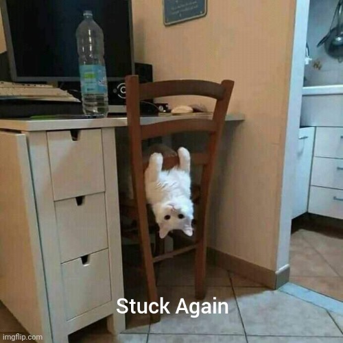 Some cats never learn | image tagged in learn,stuck | made w/ Imgflip meme maker