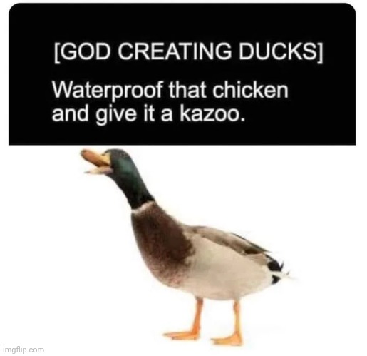 Quackers | image tagged in ducks,noise | made w/ Imgflip meme maker