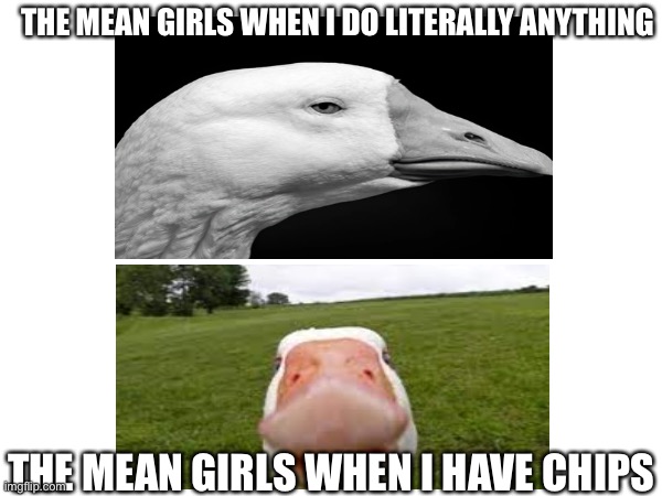 “wdym i can’t have any we’re basically besties” | THE MEAN GIRLS WHEN I DO LITERALLY ANYTHING; THE MEAN GIRLS WHEN I HAVE CHIPS | image tagged in true story,mean girls,chips,duck,goose | made w/ Imgflip meme maker