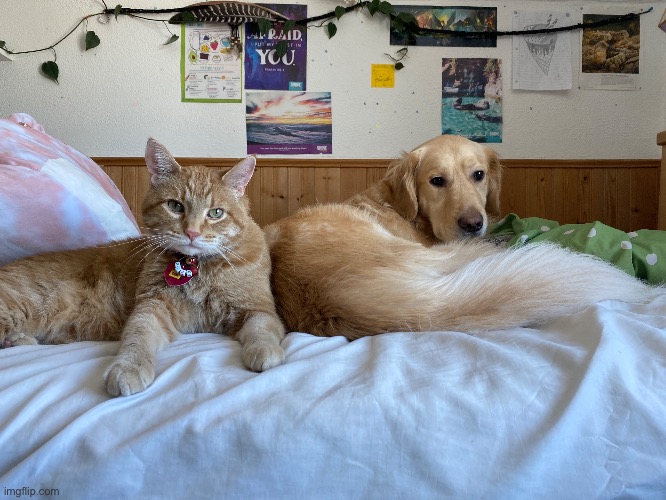 My cat and dog sat on my bed perfectly | made w/ Imgflip meme maker