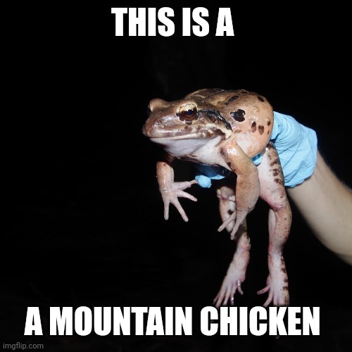 THIS IS A; A MOUNTAIN CHICKEN | made w/ Imgflip meme maker