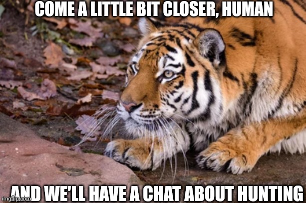 Stalking Tiger | COME A LITTLE BIT CLOSER, HUMAN; AND WE'LL HAVE A CHAT ABOUT HUNTING | image tagged in stalking tiger | made w/ Imgflip meme maker
