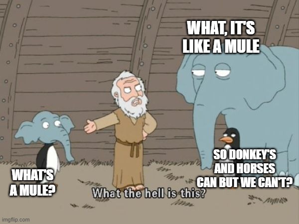 What the hell is this? | WHAT, IT'S LIKE A MULE; SO DONKEY'S AND HORSES CAN BUT WE CAN'T? WHAT'S A MULE? | image tagged in what the hell is this | made w/ Imgflip meme maker