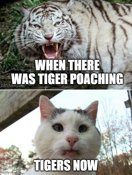 Tiger cat | WHEN THERE WAS TIGER POACHING; TIGERS NOW | image tagged in tiger cat | made w/ Imgflip meme maker