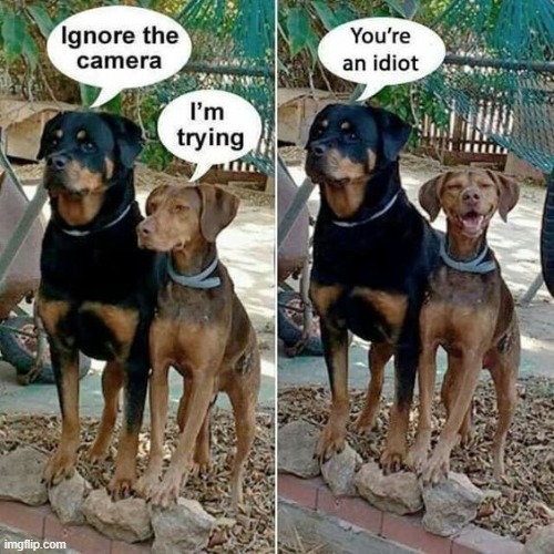 sometimes it is hard to ignore the camera | image tagged in dogs | made w/ Imgflip meme maker