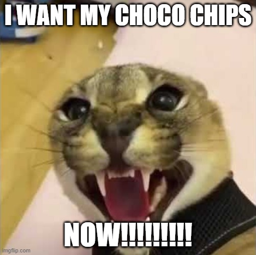 Angry Floppa | I WANT MY CHOCO CHIPS; NOW!!!!!!!!! | image tagged in angry floppa | made w/ Imgflip meme maker