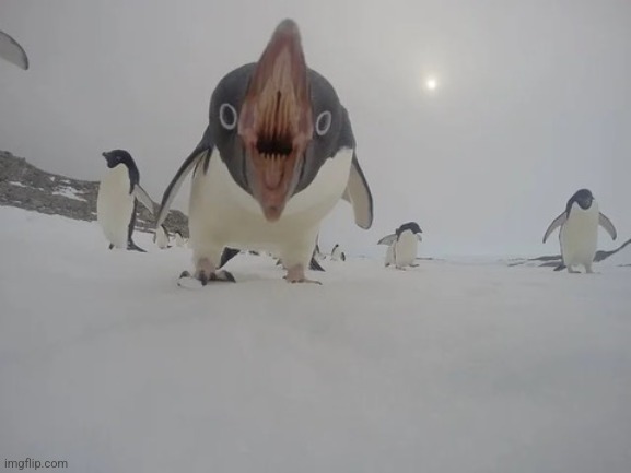 Cursed penguin | made w/ Imgflip meme maker