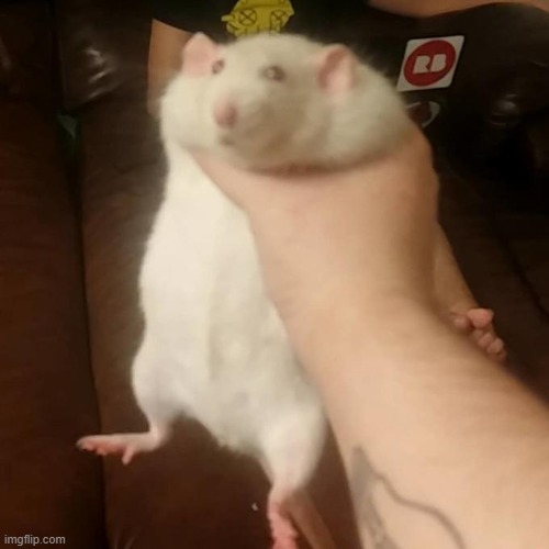 rat squish | image tagged in rat squish | made w/ Imgflip meme maker