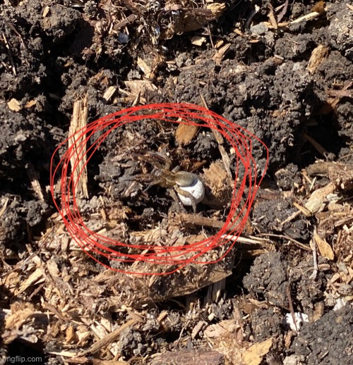 Found a spider with an egg sac in our garden back in summer | made w/ Imgflip meme maker