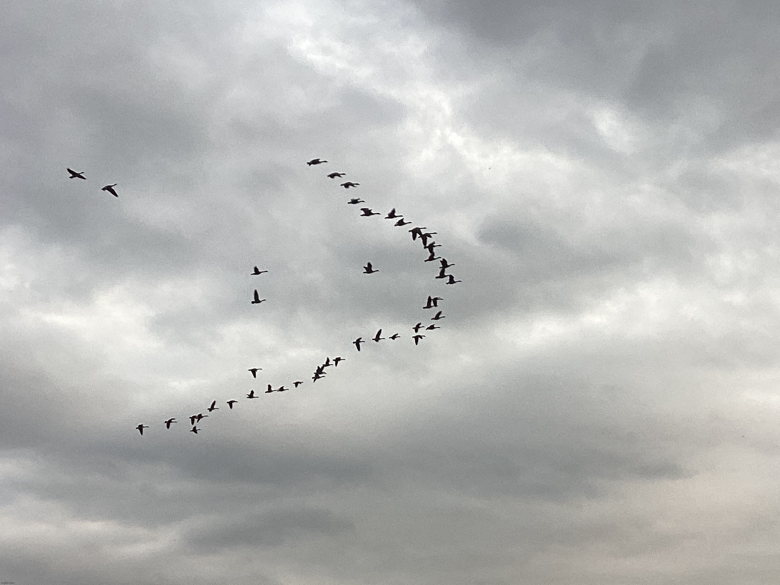 The geese are heading south | image tagged in share your own photos | made w/ Imgflip meme maker