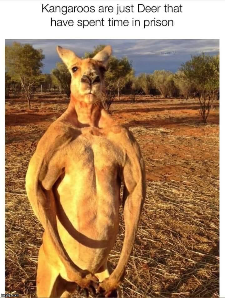 bruh | image tagged in kangaroos are prison deer | made w/ Imgflip meme maker