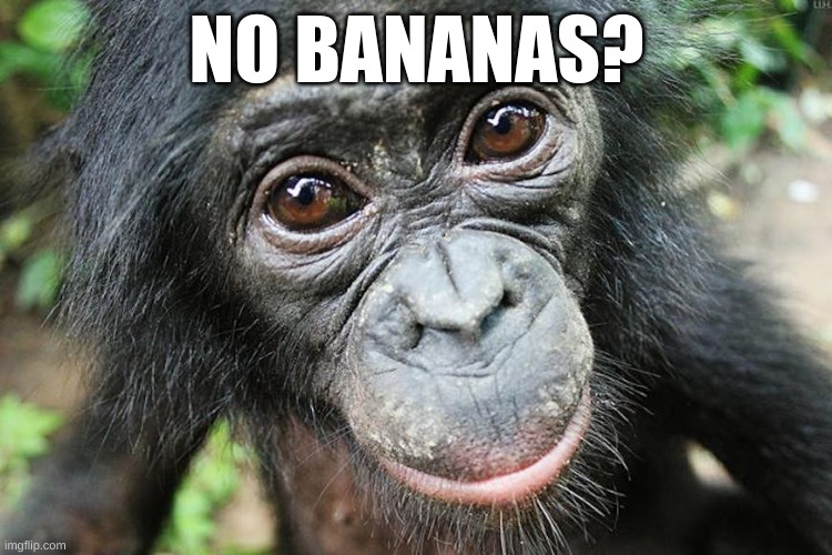no bananas? | NO BANANAS? | image tagged in monkey | made w/ Imgflip meme maker