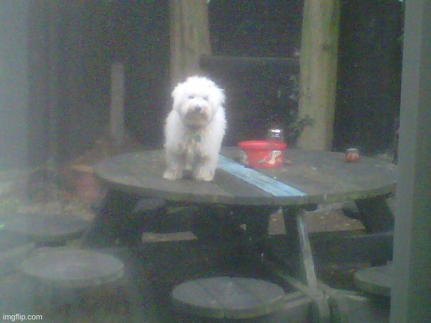 Sent My Dog Outside As Punishment For Standing On The Dining Room Table. This Was His Response | made w/ Imgflip meme maker