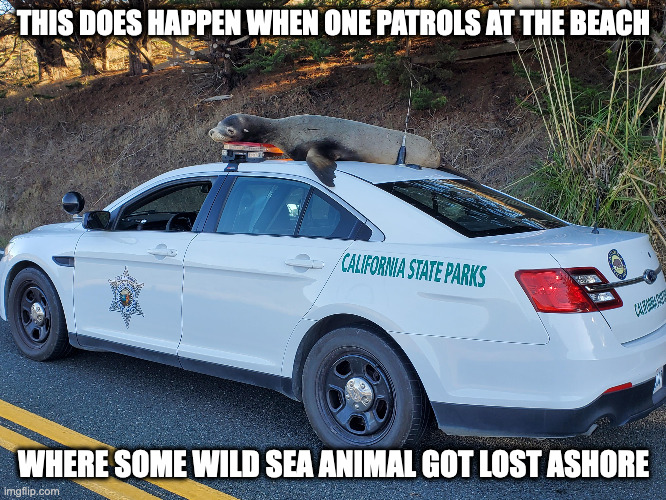 Sea Lion on Patrol Car | THIS DOES HAPPEN WHEN ONE PATROLS AT THE BEACH; WHERE SOME WILD SEA ANIMAL GOT LOST ASHORE | image tagged in sea lion,cars,memes | made w/ Imgflip meme maker
