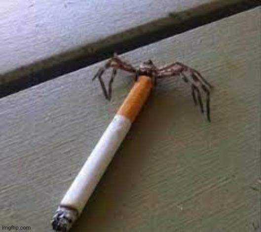 Spider | made w/ Imgflip meme maker