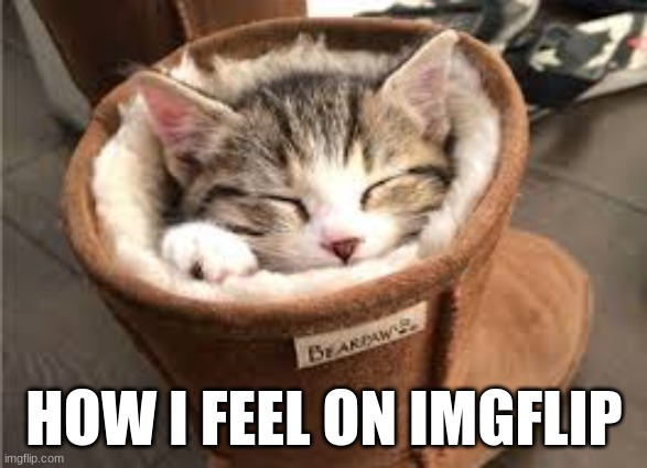 i feel somewhat safe on here, like i have people who get me, thank you for making me feel like this | HOW I FEEL ON IMGFLIP | image tagged in cozy kitty,safe,safety,cozy,secure | made w/ Imgflip meme maker