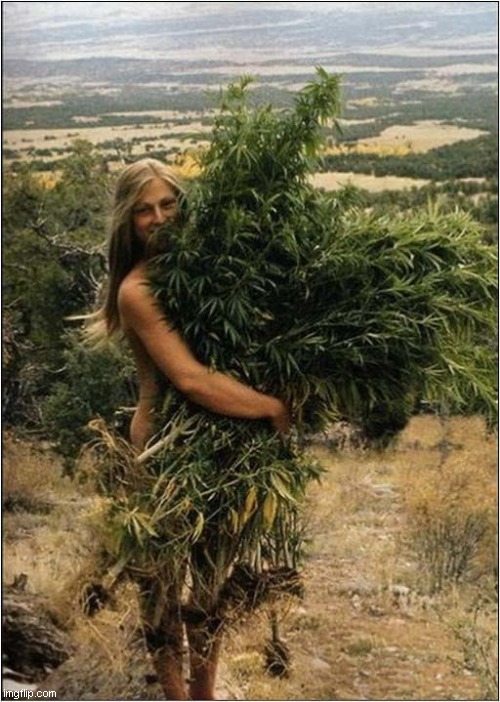 Bringing In The Happiness Harvest ! | image tagged in cannabis,happiness,harvest | made w/ Imgflip meme maker