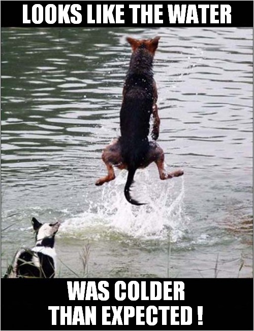 A Dogs Surprise ! | LOOKS LIKE THE WATER; WAS COLDER THAN EXPECTED ! | image tagged in dogs,surprise,cold water | made w/ Imgflip meme maker