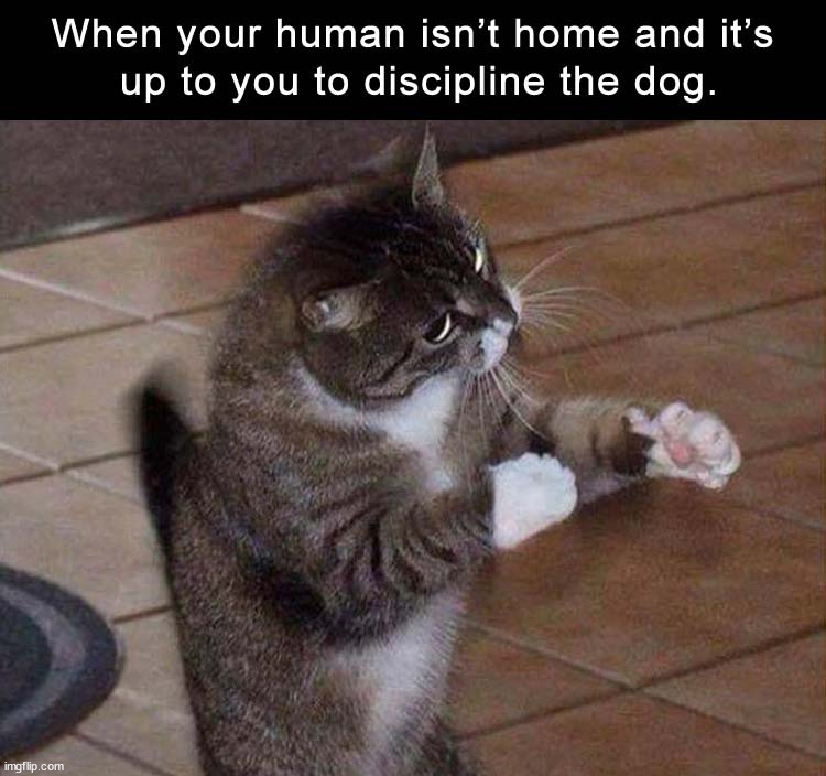 Correcting the dog | image tagged in cats | made w/ Imgflip meme maker