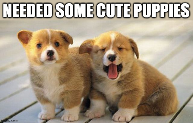 NEEDED SOME CUTE PUPPIES | image tagged in wholesome | made w/ Imgflip meme maker